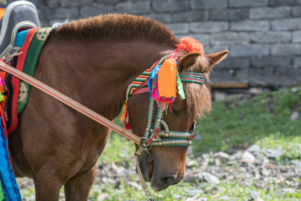 甘孜州的赛马节简直太精彩了看马儿跑得多逍遥