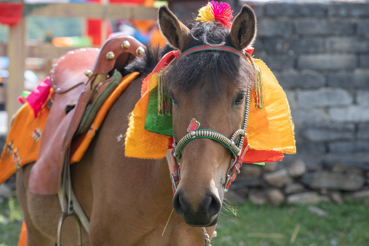 甘孜州的赛马节简直太精彩了看马儿跑得多逍遥