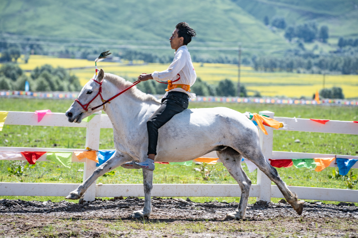 甘孜州的赛马节简直太精彩了看马儿跑得多逍遥
