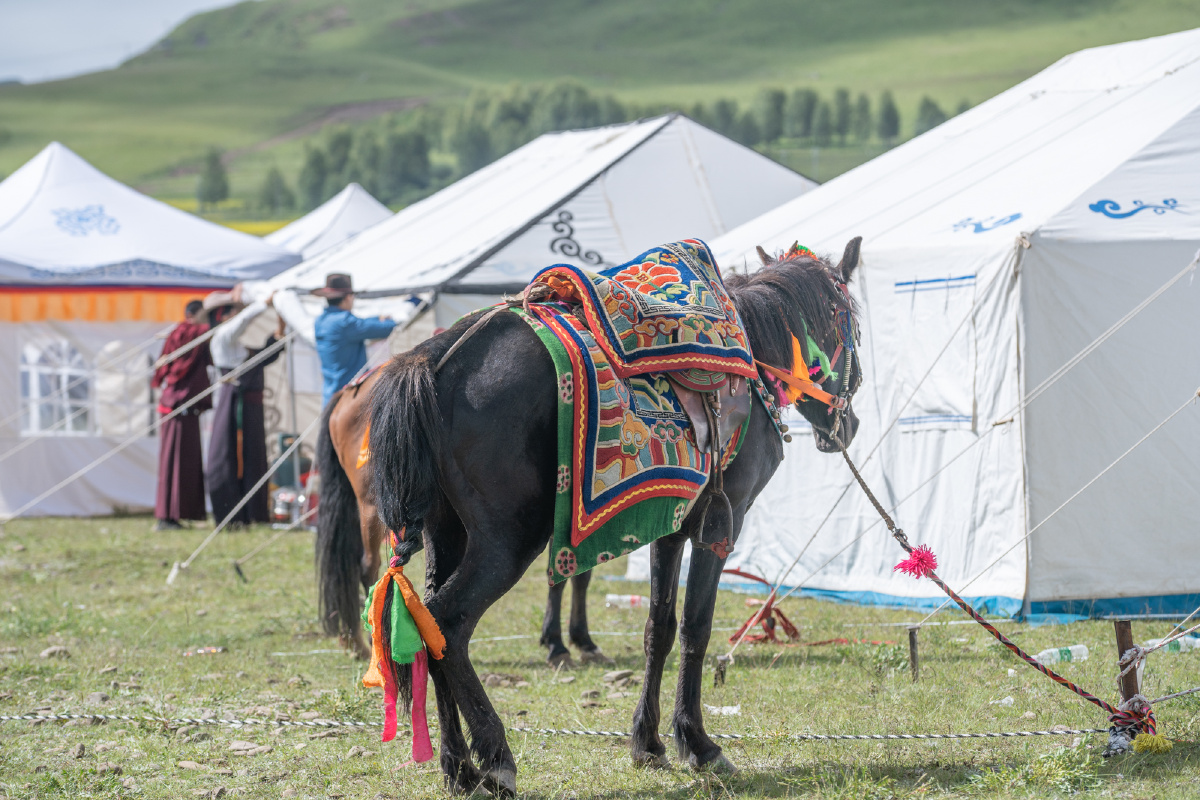 甘孜州的赛马节简直太精彩了看马儿跑得多逍遥