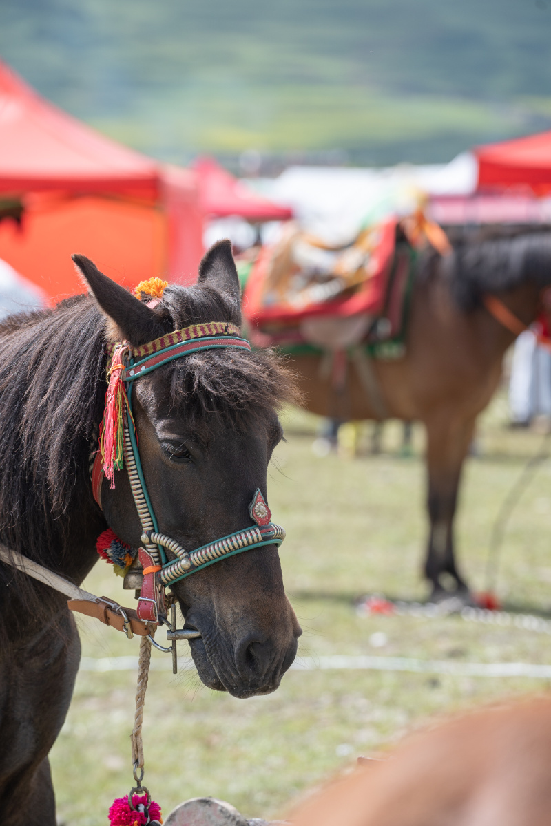 甘孜州的赛马节简直太精彩了看马儿跑得多逍遥