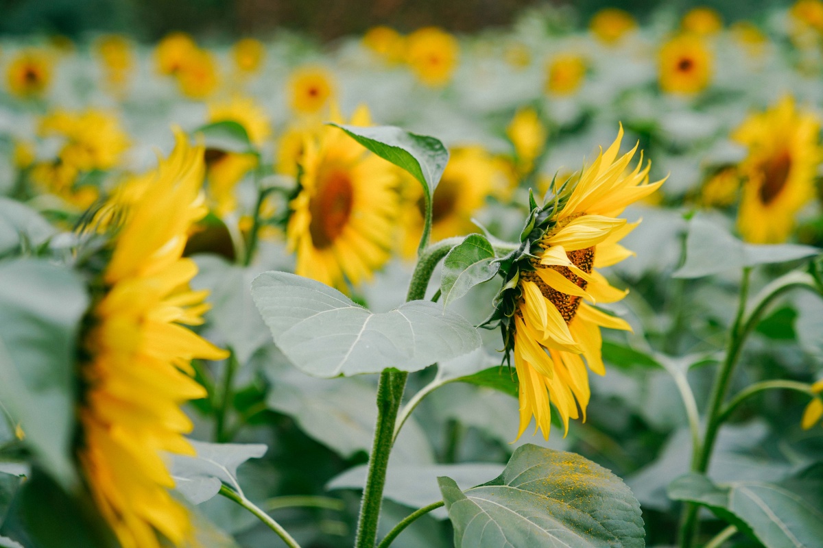百万葵园向日葵给你一个欣欣向荣的夏日