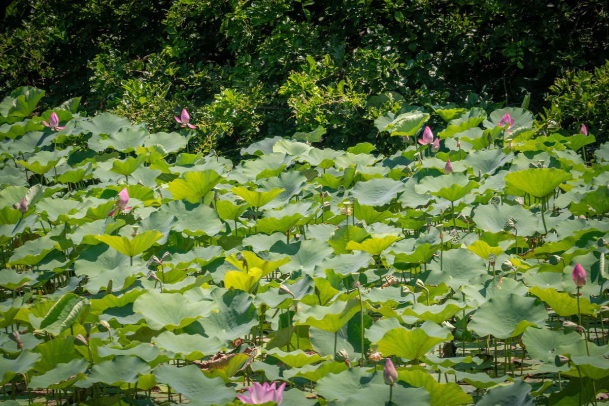 广州也有这样壮观的湿地景色这个夏天一起来南沙看日落吧
