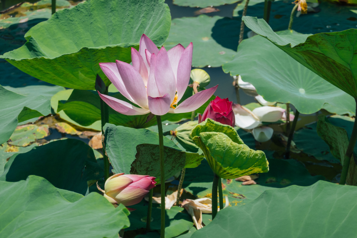 广州也有这样壮观的湿地景色这个夏天一起来南沙看日落吧