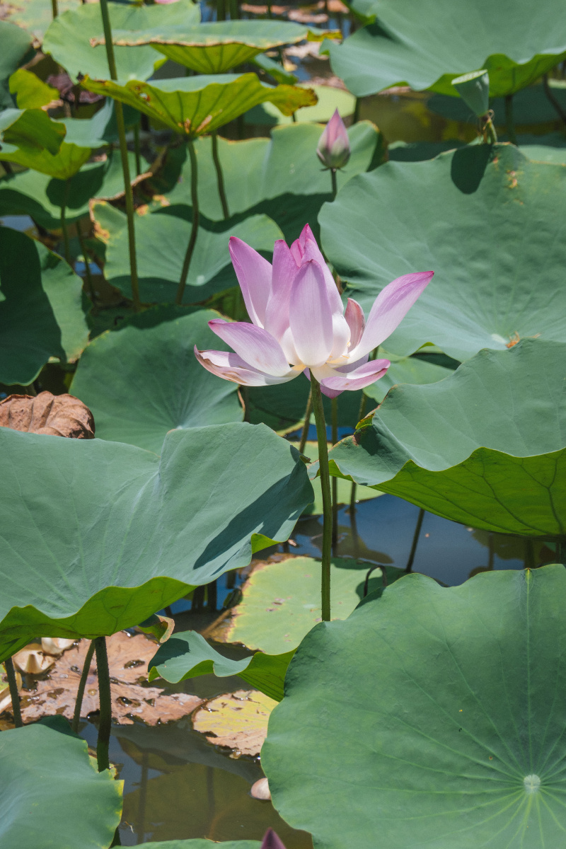 广州也有这样壮观的湿地景色这个夏天一起来南沙看日落吧