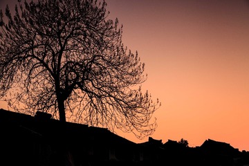 IMG_0401