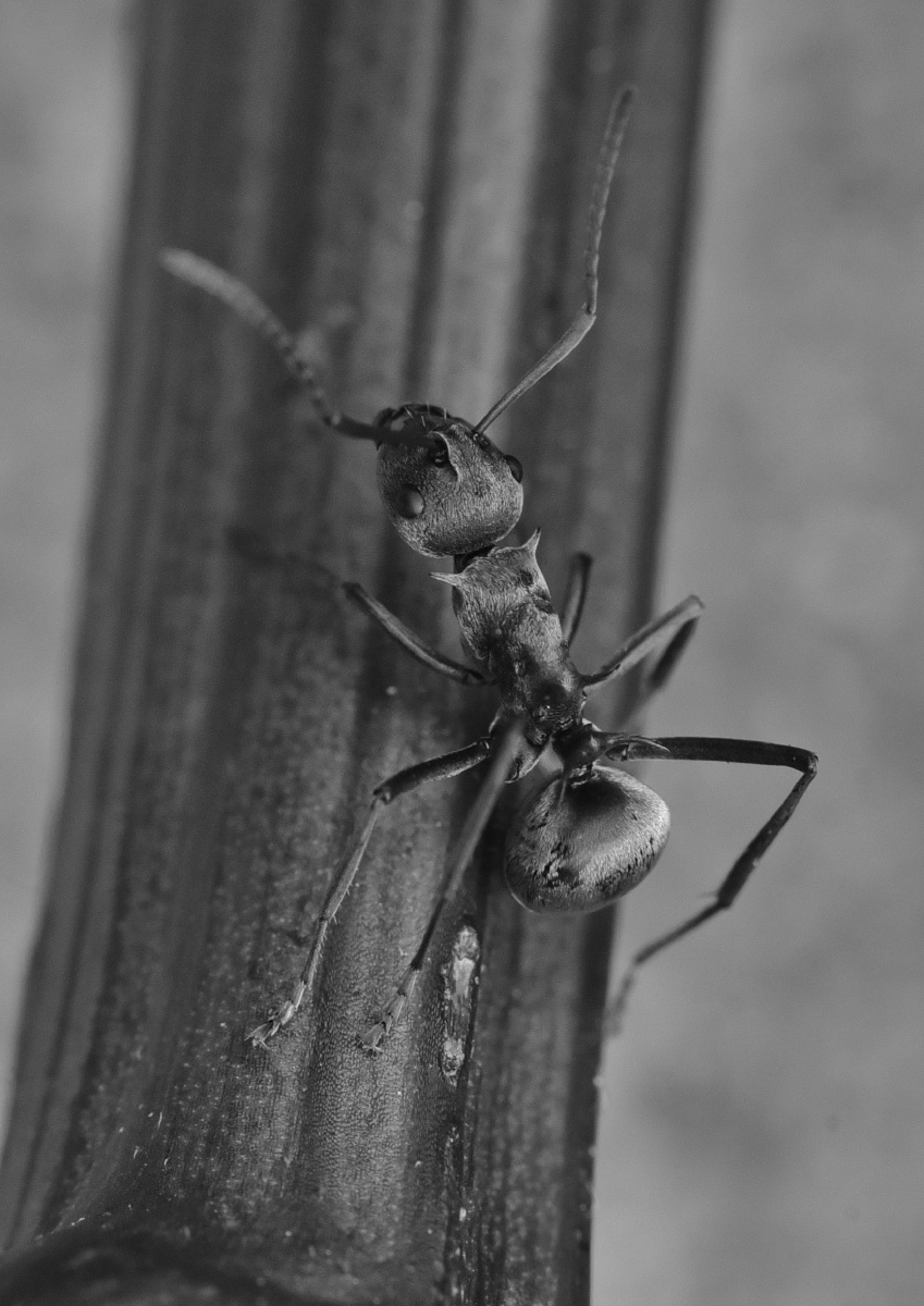 黑白昆虫微距摄影