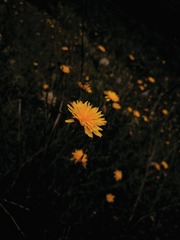 1000049614