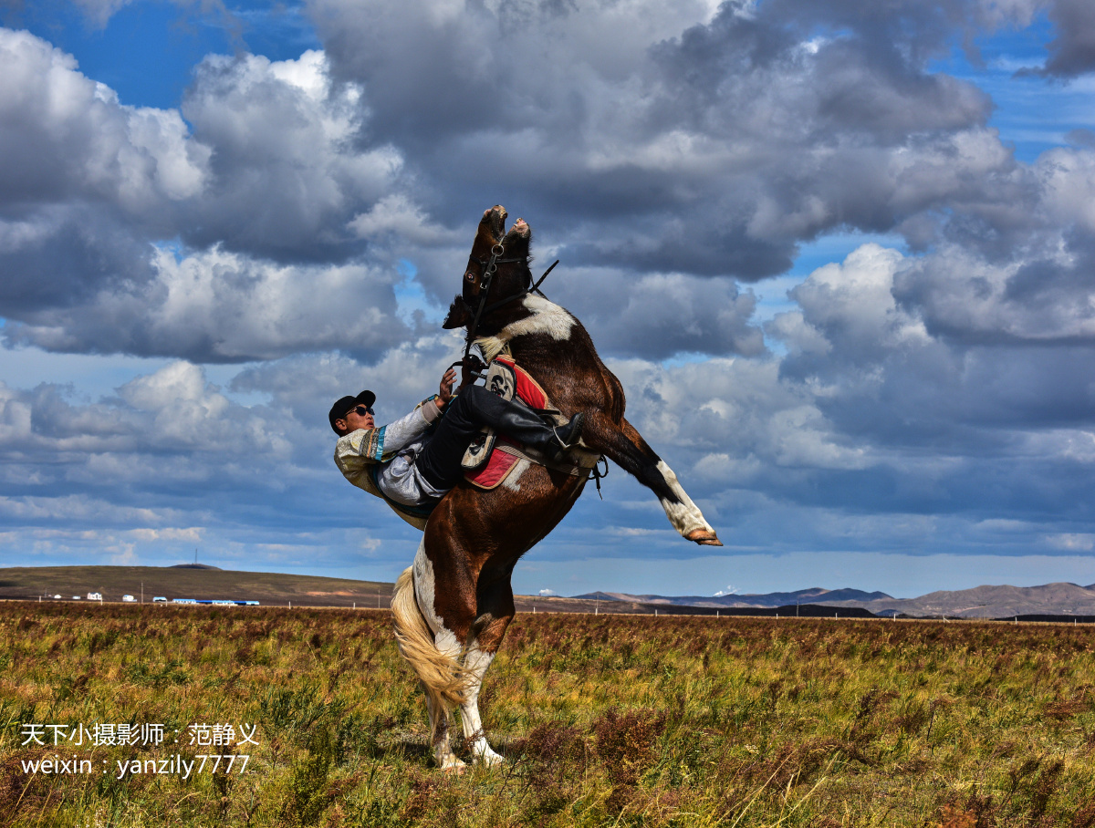 锡林浩特蒙古马