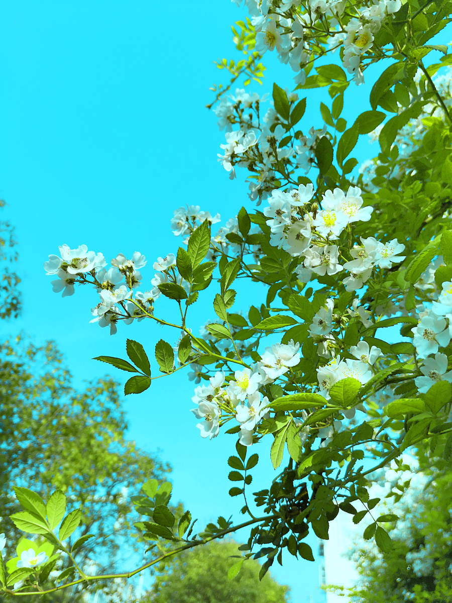 青色天空下的一片梨花