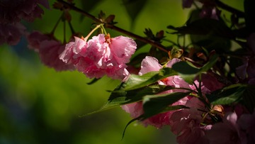 _DSC1227