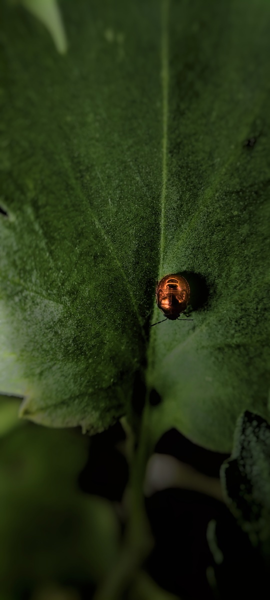 油菜籽大小的虫子