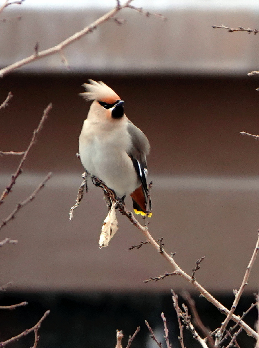 山丁子树上的太平鸟温柔纯净的眼眸透出和平友善的光芒