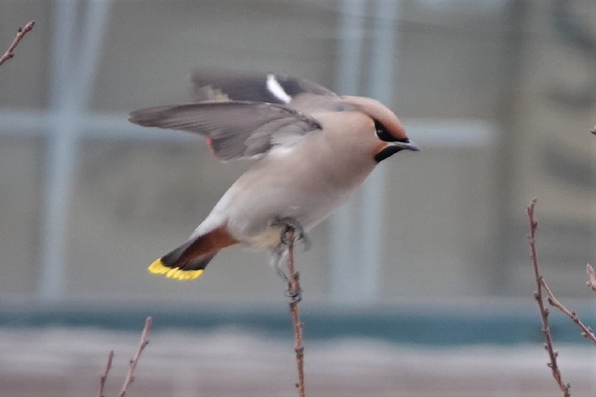 山丁子树上的太平鸟温柔纯净的眼眸透出和平友善的光芒