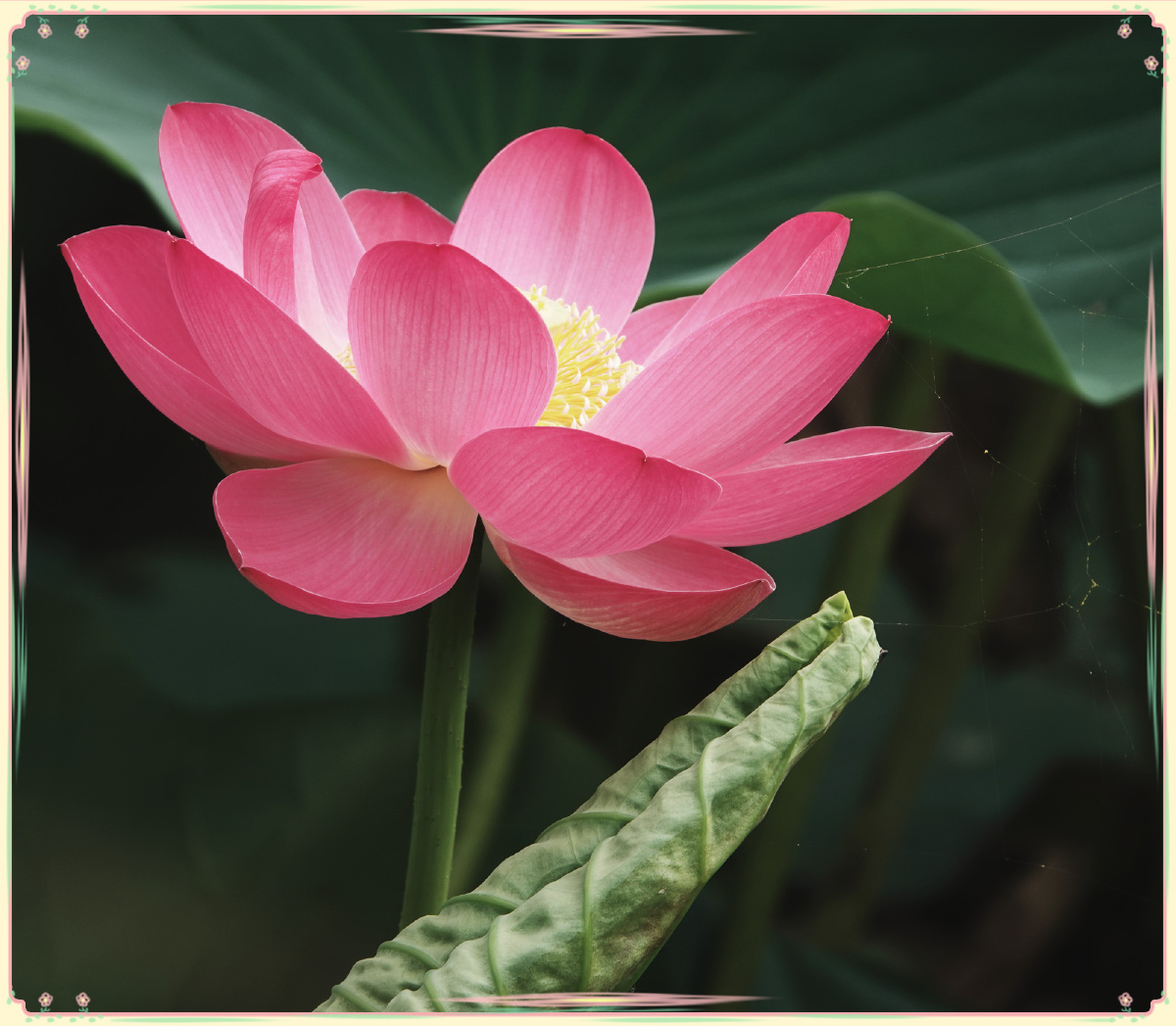 把2021年拍到的最喜欢的荷花图片集中到这里,这些荷花不仅婀娜多姿,更