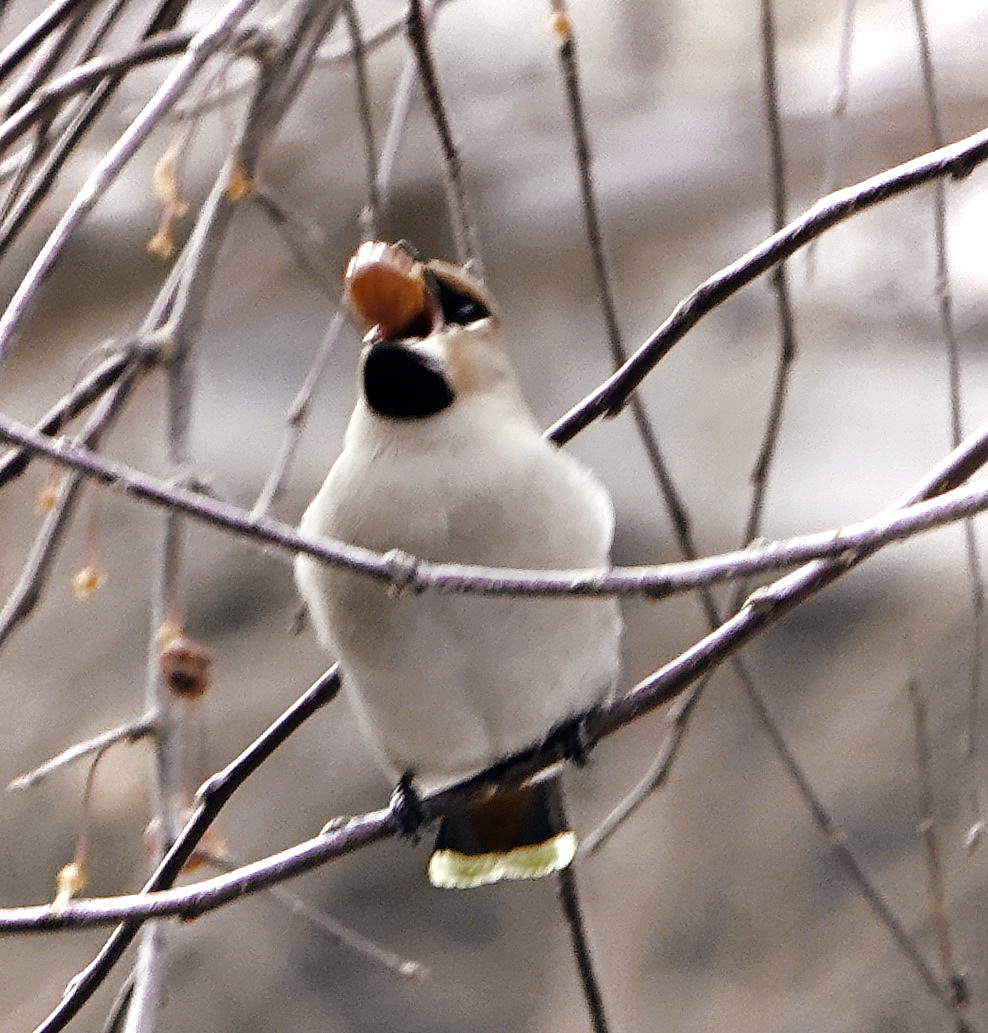 山丁子树上的太平鸟温柔纯净的眼眸透出和平友善的光芒