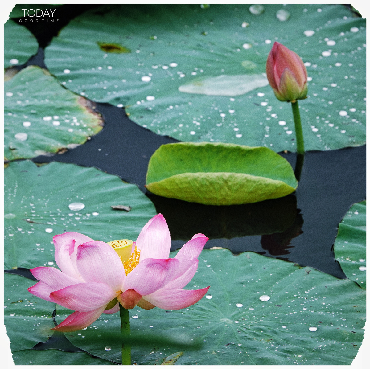 雨后池塘野鸭荷花荷叶莲蓬