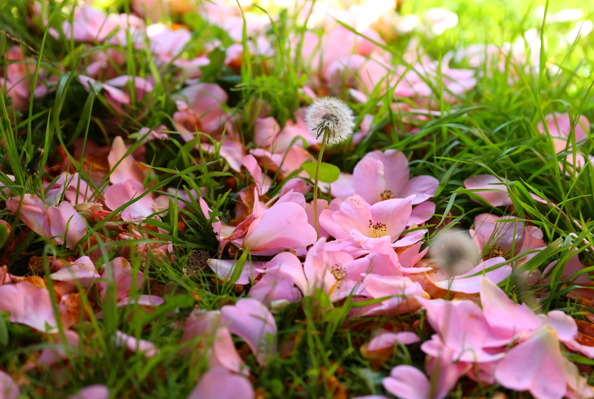 落到草地里的花瓣