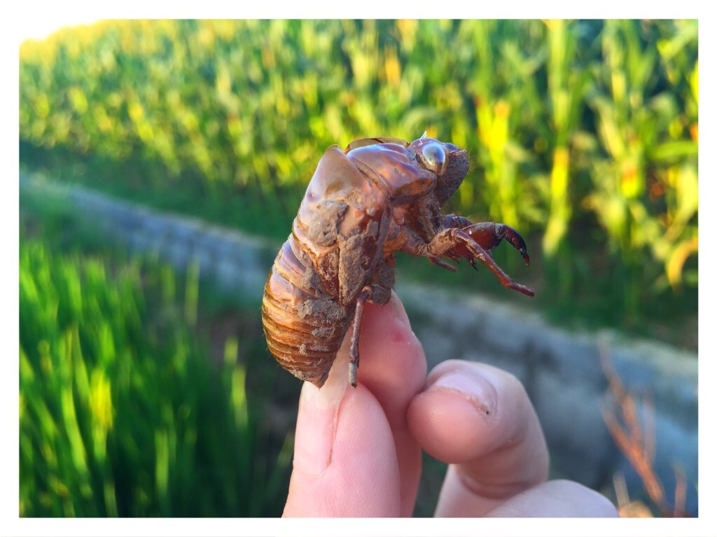 小龙虾养殖效益