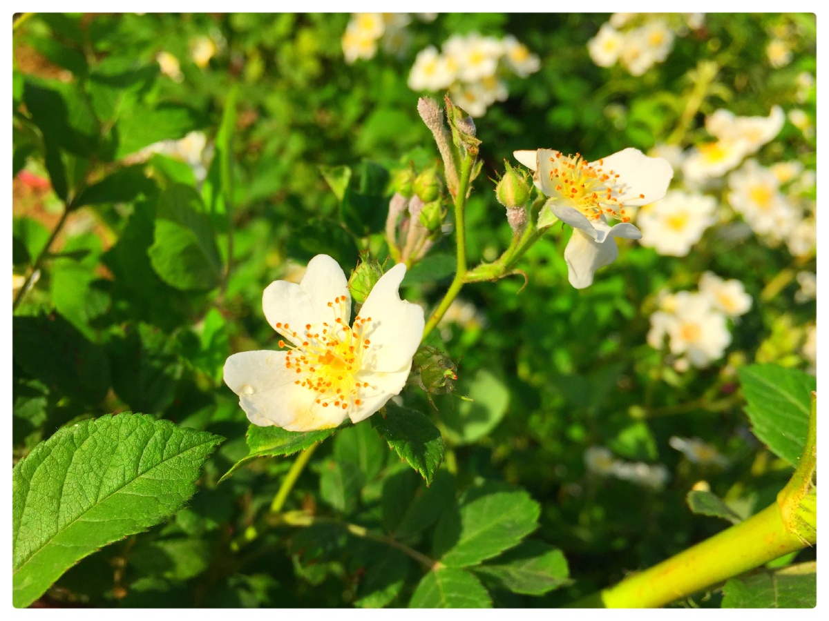 白色野月季花 - 无爱病人hh - 图虫