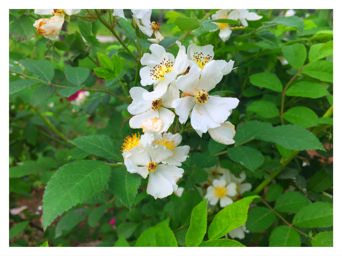 白色野月季花