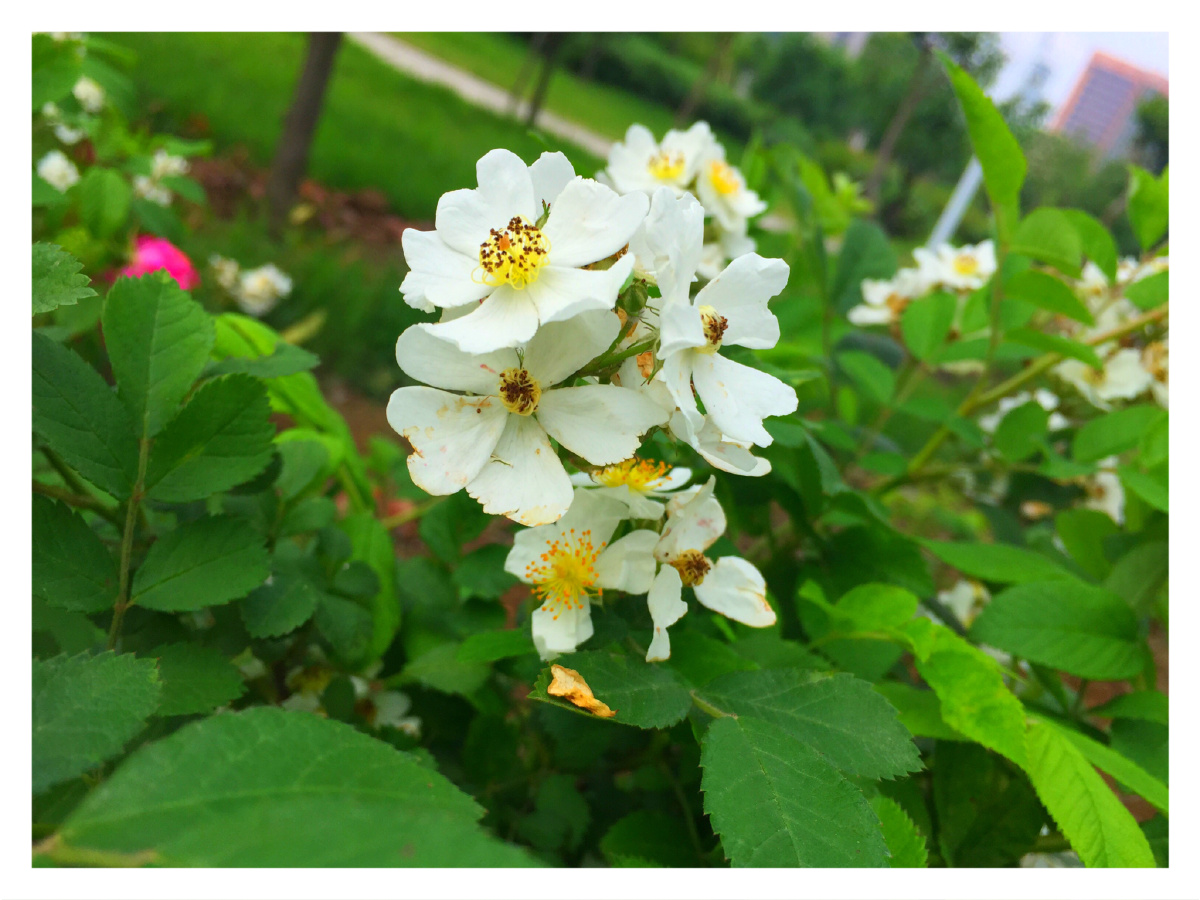 白色野月季花 - 无爱病人hh - 图虫