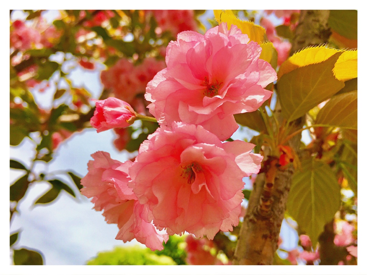 樱花红陌上,杨柳绿池边,燕子声声里,相思又一年