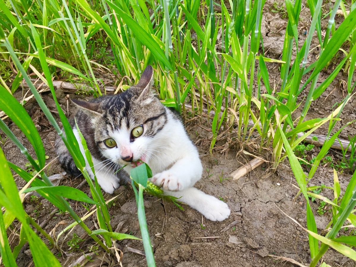 这咋不是肉?我要吃肉肉