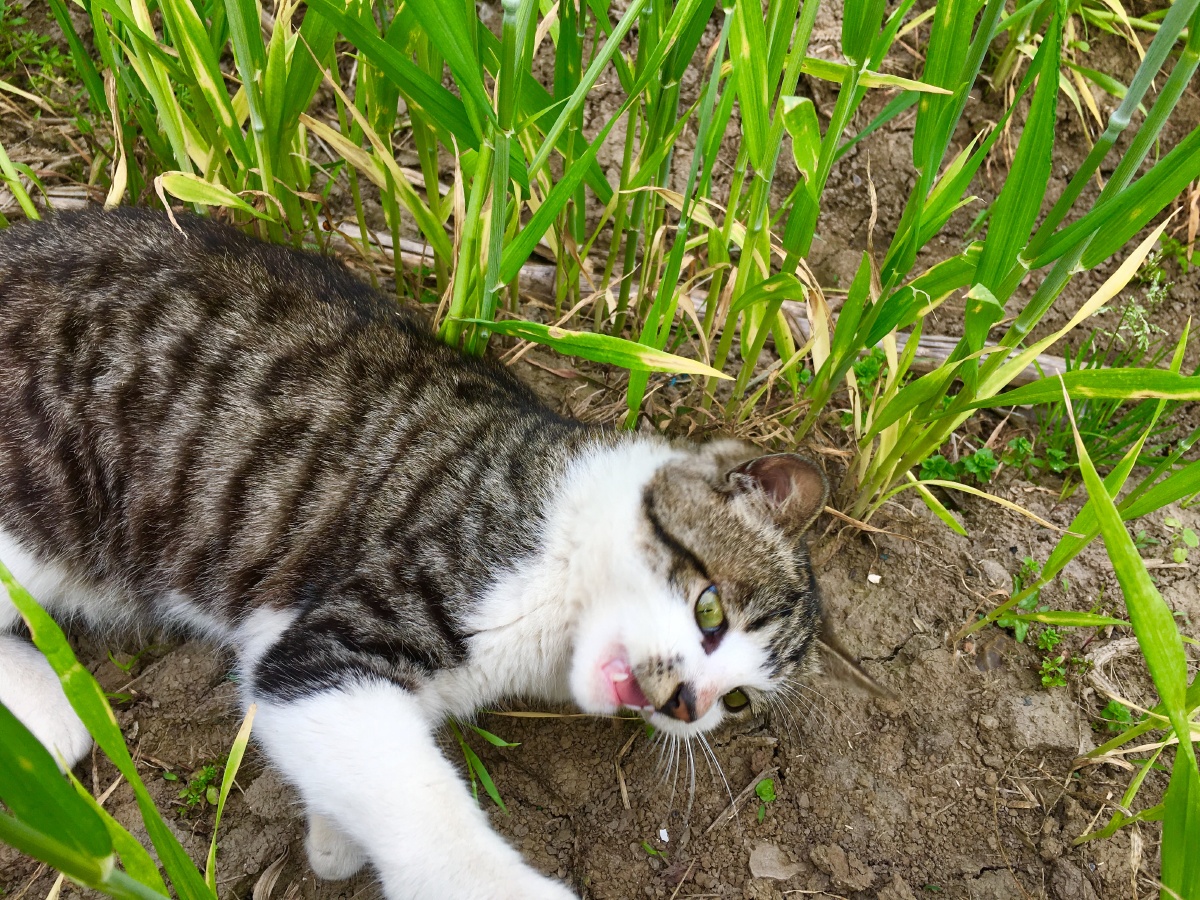 这咋不是肉?我要吃肉肉