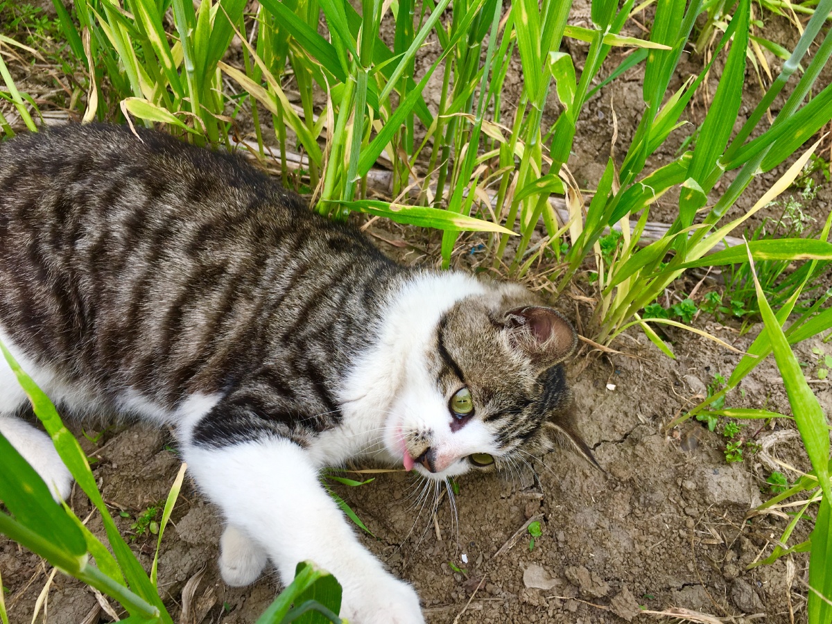 这咋不是肉?我要吃肉肉