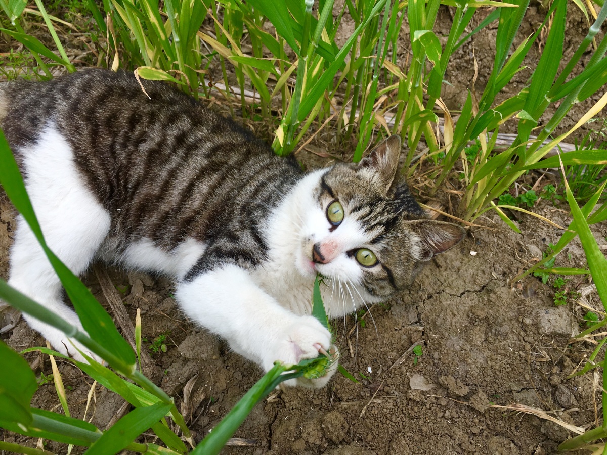 这咋不是肉?我要吃肉肉