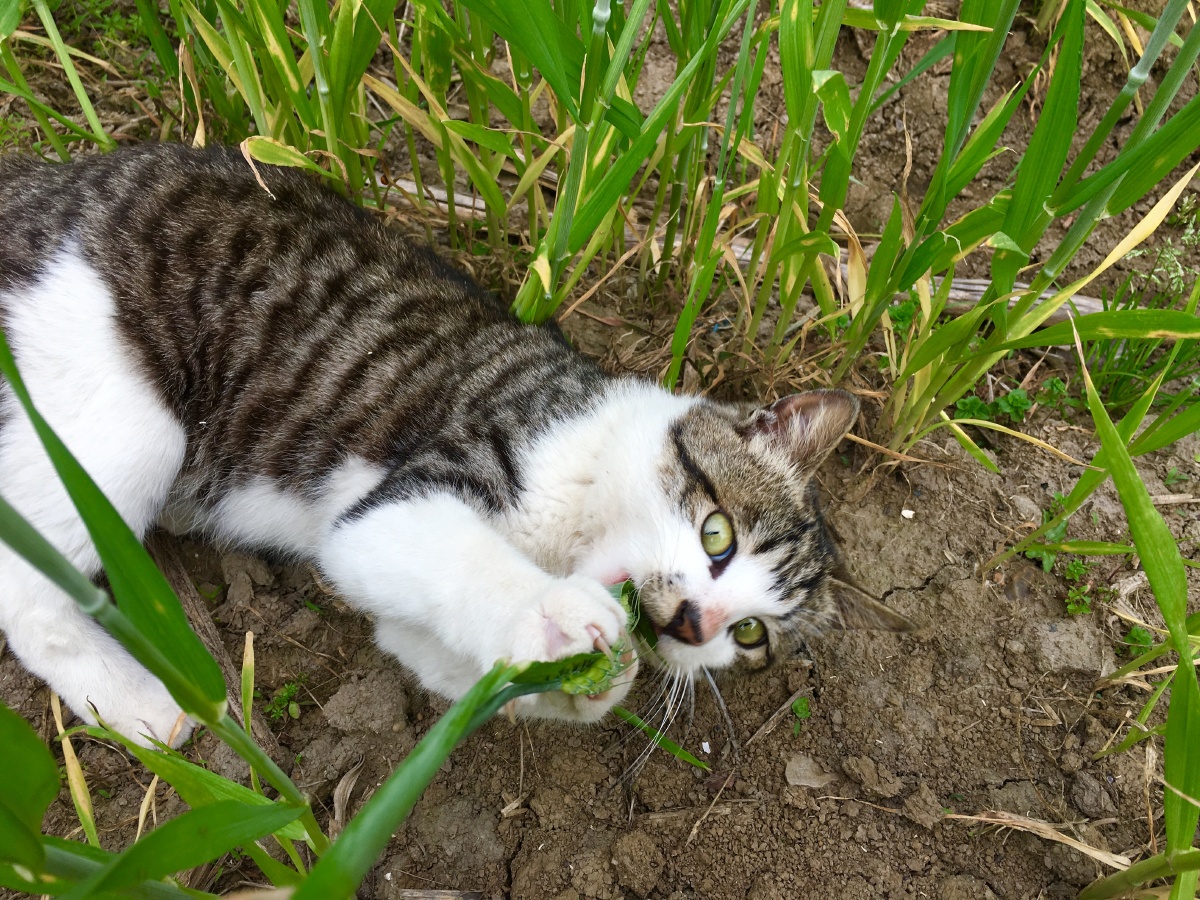 这咋不是肉?我要吃肉肉