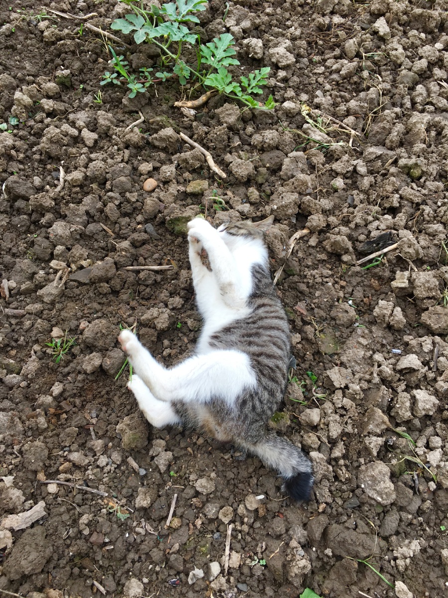 在泥巴上翻滚的猫