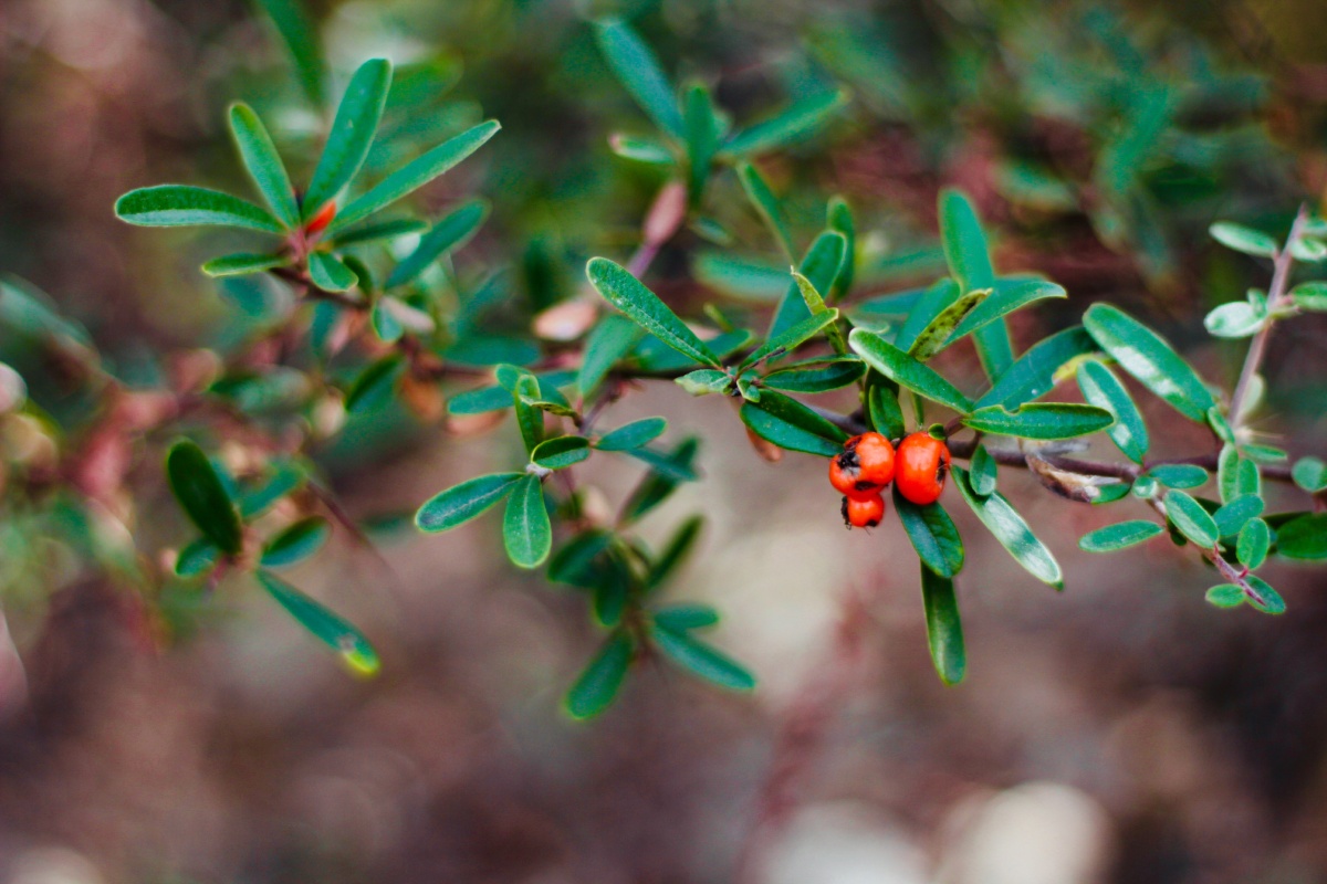 野生沙棘 - shangrilayujie - 图虫