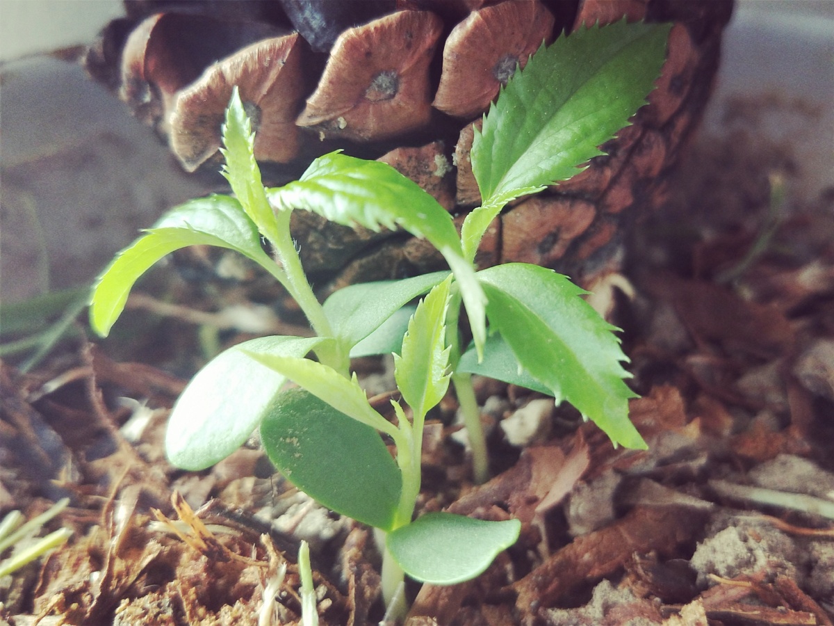 种的苹果竟然发芽了 - 李谦琪琪 - 图虫