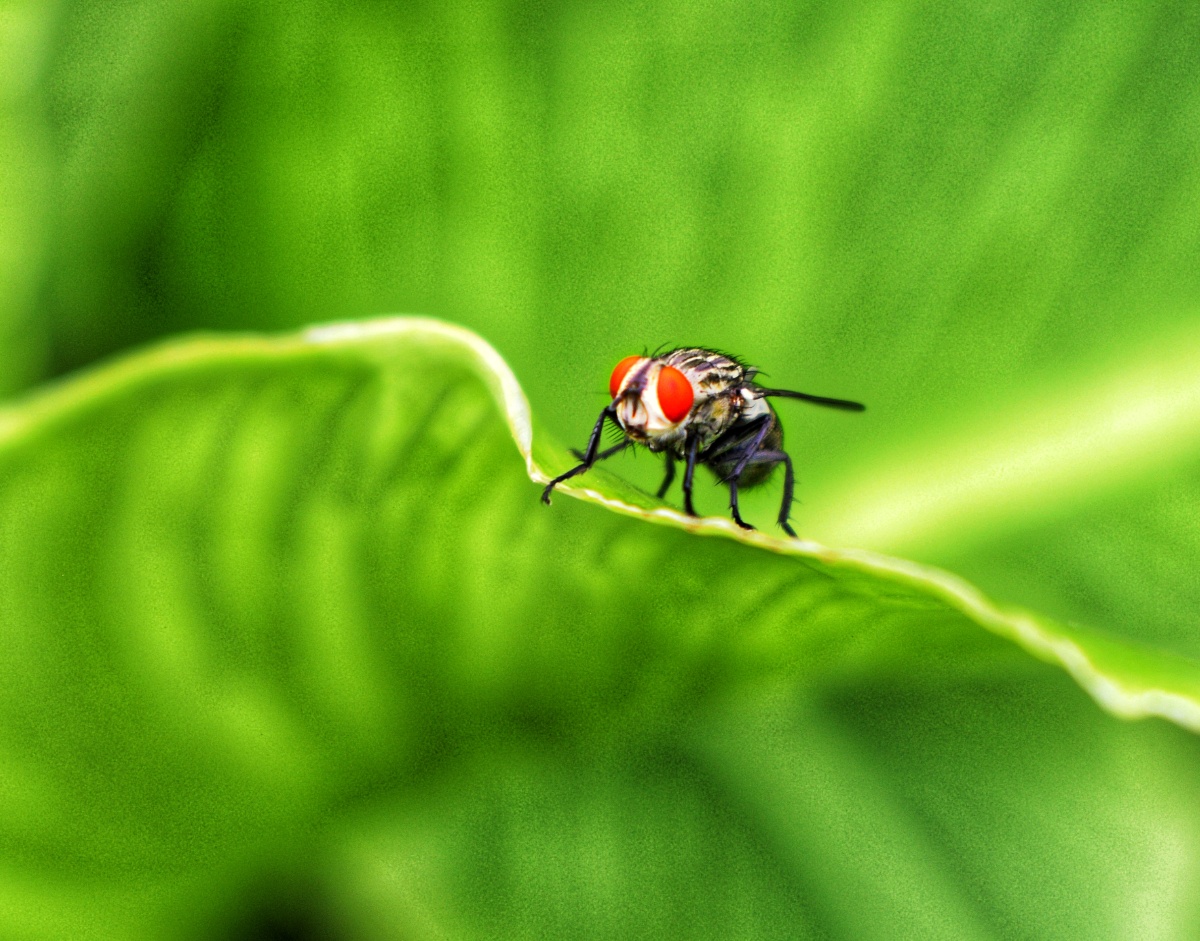 红头蝇