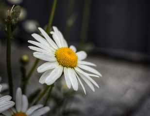 620081