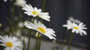 620061