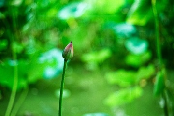 青涩