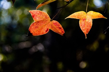 _IGP9407.jpg