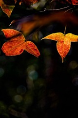 _IGP9409.jpg