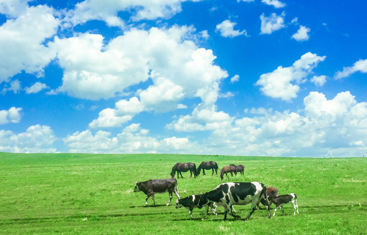 呼和浩特大草原
