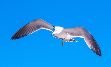 CYF_2635