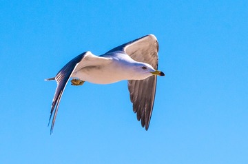 CYF_2683