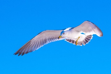 CYF_2629