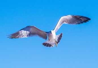 CYF_2644