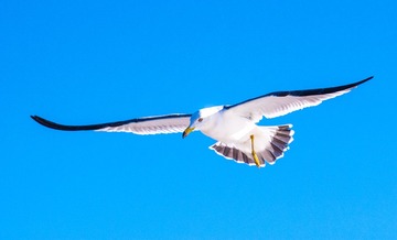 CYF_2631