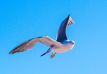 CYF_2686