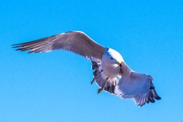 CYF_2577