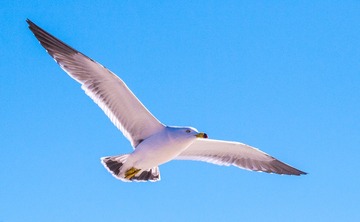 CYF_2557